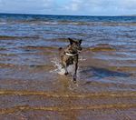 Dog walking North Ayrshire