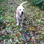 Dog walking North Ayrshire