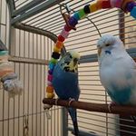 Dog walking North Ayrshire