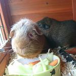 Dog walking North Ayrshire