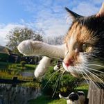 Dog walking North Ayrshire