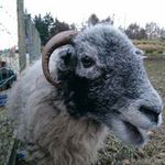 Dog walking North Ayrshire