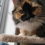 Pet sitting North Ayrshire