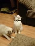 Pet sitting North Ayrshire