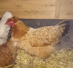 Pet sitting North Ayrshire